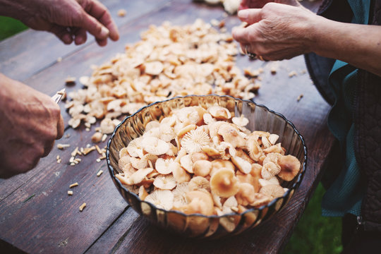 couple cleaning marasmius mushrooms ( Marasmius oreades) - wild mushrooms season