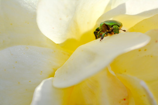 Cetonia aurata: gr&uuml;n schillernder Rosenk&auml;fer in gelber Rosenbl&uuml;te