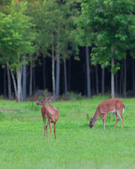 Whitetail deer couple