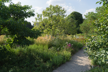 Fototapeta na wymiar Sommer-Landschaft mit Bäumen und Gräsern im botanischen Garten