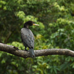 Neotropic cormorants on a tree in the rainforest near Puerto Narino at Amazonas river in Colombia