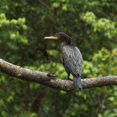 Neotropic cormorant on a tree in the rainforest near Puerto Narino at Amazonas river in Colombia
