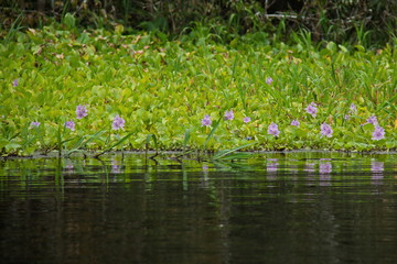 Plants in the rainforest near Puerto Narino at Amazonas river in Colombia