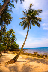  tropical beach with coconut palm