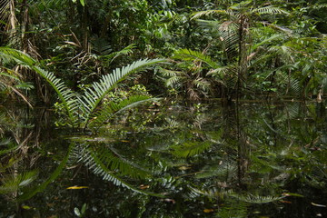 View of the rainforest near Puerto Narino at Amazonas river in Colombia from an excursion boat