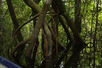 View of the rainforest near Puerto Narino at Amazonas river in Colombia from an excursion boat
