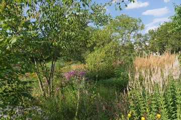 Sommer-Landschaft mit Bäumen und Gräsern im botanischen Garten