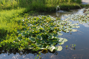Obraz na płótnie Canvas Seerosen (weiß) im Teich