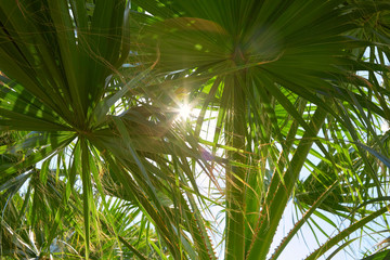 Palm tree leaves and sun beams in a sunny summer day