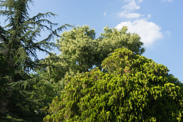 Sommer-Landschaft mit Bäumen im botanischen Garten