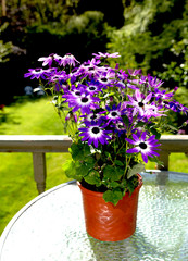 Senetti Violet Bicolor