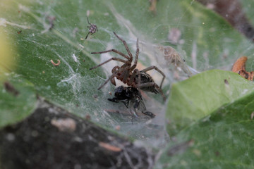 Spider preparing to eat his prey caught in his net