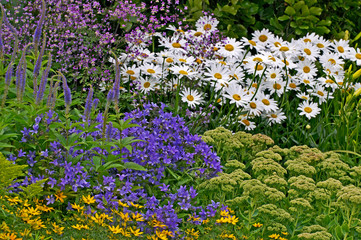 A colourful mixed flower combination border in a cottage garden