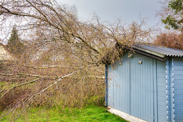 Five big birch trees are downed in garden on wooden roof garage after strong tornado and wing...