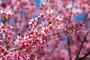 Gorgeous pink spring flowers are starting to bloom on a warm and sunny spring day