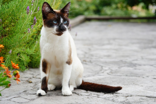 schwarz-weiße blauäugige Katze