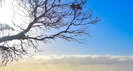 Tree branches silhouette on a transperent sky. Silhouette of dark tree branches at sunrise. Tree silhouette on blue sky and cloud background, beautiful nature blue sky with trees.