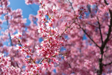 Gorgeous pink spring flowers are starting to bloom on a warm and sunny spring day