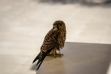 Common kestrel