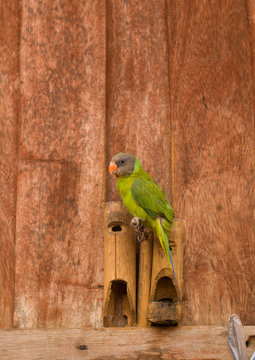 Green parrot, Houei xay, Laos