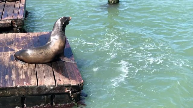 4K HD video Sea Lions hauled out on wood platforms. Rather than remain in the water, pinnipeds haul-out onto land or sea-ice for reasons such as reproduction and rest.
