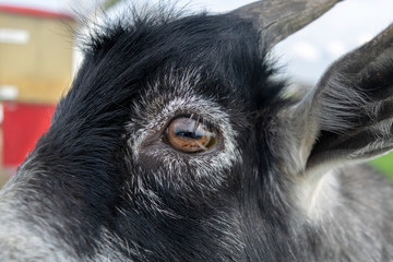 Close-up on the eye of a small black goat