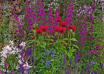 A colourful mixed flower border with Monarda 'Cambridge Scarlet'