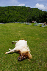 Horse sleep on grass