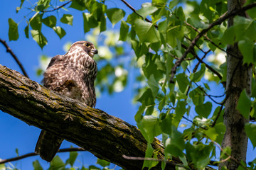 Hawk on branch