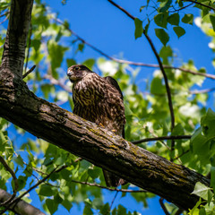 Hawk on branch