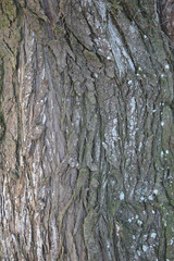 Obraz premium écorce