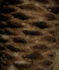 texture, palm tree