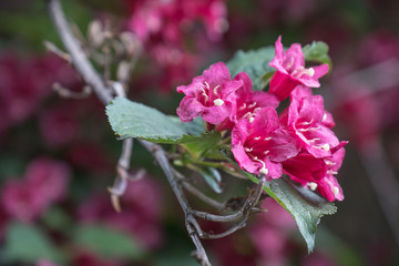 Bougainvillea blooms in the botanical garden, green blur background