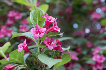 Obraz premium Bougainvillea blooms in the botanical garden, summer day light