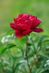 Obraz premium colorful flowers in summer garden