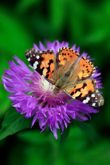 colorful butterfly on flower