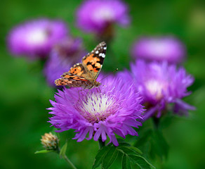 colorful butterfly on flower