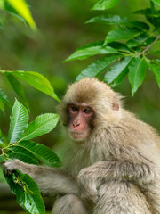 Obraz premium 新緑の季節のニホンザル