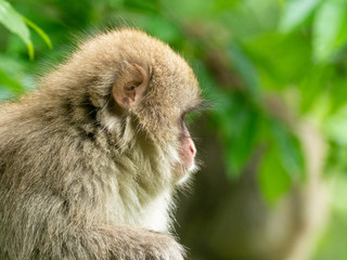 新緑の季節のニホンザル