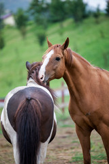 Fototapeta premium love games - 3