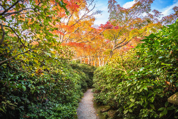 olorful autumn maple trees at Okochi Sanso Garden, Arashiyama, Japan.