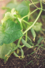 Small cucumber on a flowering shrub in the garden.