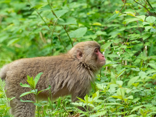 新緑の季節のニホンザル