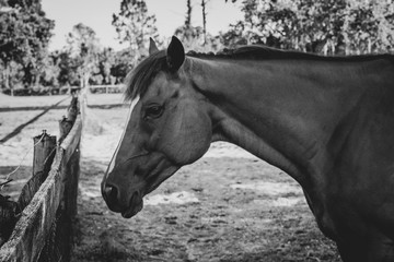 Black & White Thoroughbred Horse