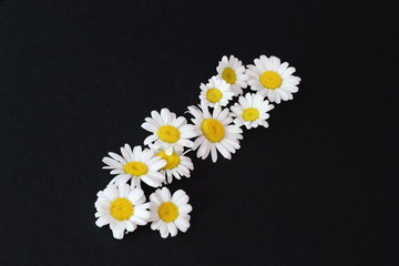 Beautiful spectacular field daisies on black background. Symbolic concept — beauty, mood, summer, joy, life, love. Congratulatory background to birthday, Mother's Day. Minimal style.
