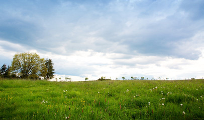 Green field with trees and gray cloudy sky.