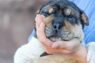 male palm holds muzzle of half-breed Shar Pei puppy 