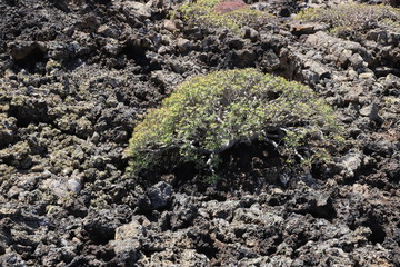 coulée de lave de Lanzarote