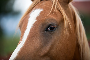 eyes of arab horse