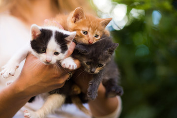 young girl holding three beautiful kittens outdoor adoption concept. homeless kittens. the problem of stray animals